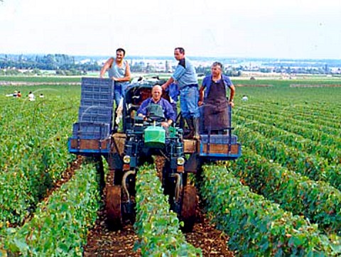 Harvest time in Les GrandsEchzeaux vineyard of  Domaine de la RomaneConti VosneRomane   Cte dOr France  Cte de Nuits