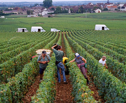 Harvesting Chardonnay grapes in the Clavoillon   vineyard of Domaine Leflaive PulignyMontrachet   Cte dOr France