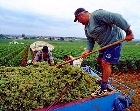Harvesting Chardonnay grapes from the Clavoillon   vineyard of Domaine Leflaive PulignyMontrachet   Cte dOr France