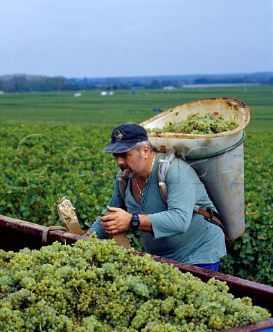 Harvesting Chardonnay grapes from the Clavoillon   vineyard of Domaine Leflaive PulignyMontrachet   Cte dOr France