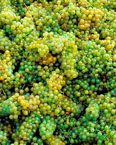 Chardonnay grapes from the Clavoillon vineyard of   Domaine Leflaive PulignyMontrachet Cte dOr   France