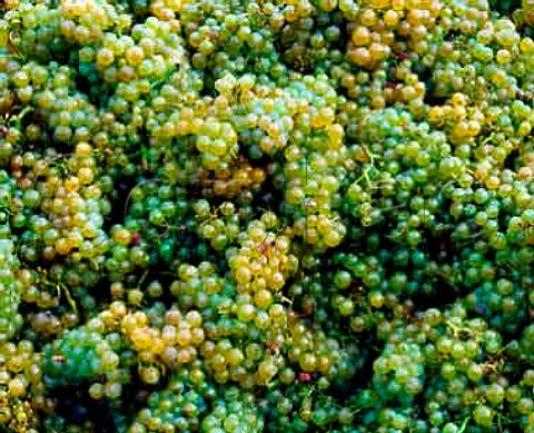 Chardonnay grapes from the Clavoillon vineyard of   Domaine Leflaive PulignyMontrachet Cte dOr   France