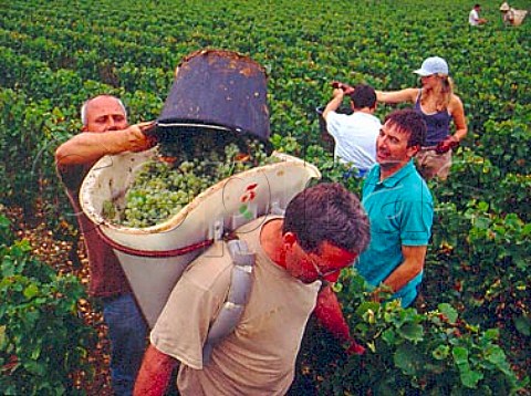 Harvesting Chardonnay grapes in Clavoillon vineyard   of Domaine Leflaive PulignyMontrachet   Cte dOr France
