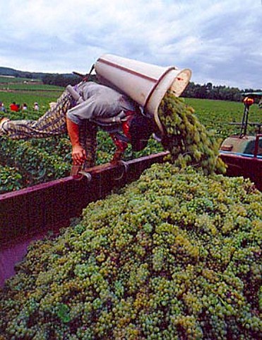 Harvesting Chardonnay grapes in Clavoillon vineyard   of Domaine Leflaive PulignyMontrachet   Cte dOr France
