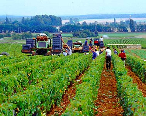 Harvesting Pinot Noir grapes in Les   GrandsEchzeaux vineyard of Domaine de la RomaneConti VosneRomane Cte dOr France  Cte de Nuits