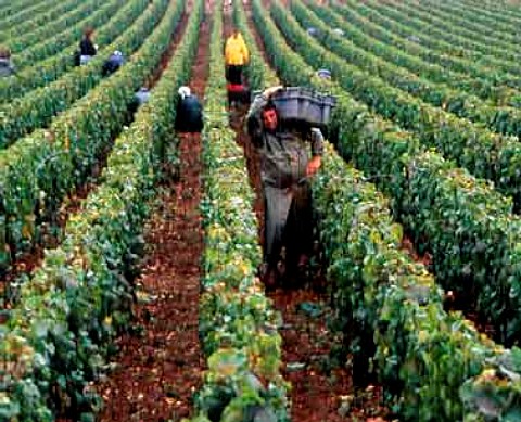 Harvesting Chardonnay grapes in Le Montrachet   vineyard of Joseph Drouhin PulignyMontrachet   Cte dOr France