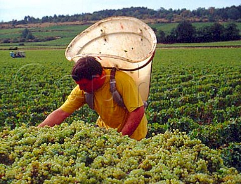 Harvesting Chardonnay grapes in Clavoillon vineyard   of Domaine Leflaive PulignyMontrachet Cte dOr   France