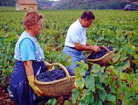 Harvesting Pinot Noir grapes in Les GrandsEchzeaux vineyard of Domaine de la RomaneConti VosneRomane Cte dOr France Cte de Nuits