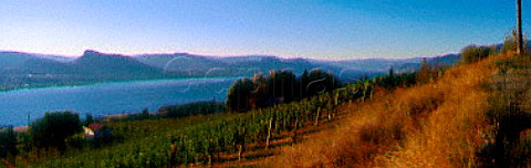 Hillside Estate vineyards Penticton   British Columbia Canada   Okanagan Valley