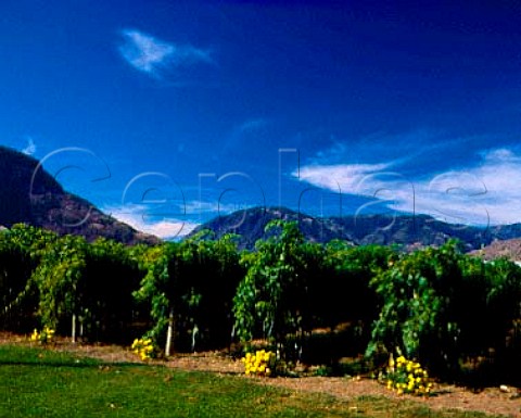 Crowsnest Vineyards Keremeos British Columbia   Canada   Similkameen Valley