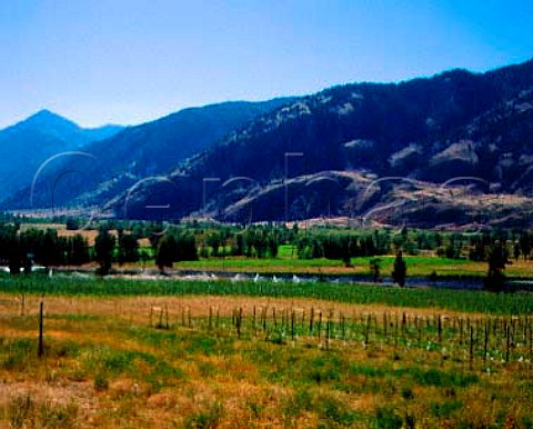 Vineyards at Keremeos British Columbia Canada   Similkameen Valley