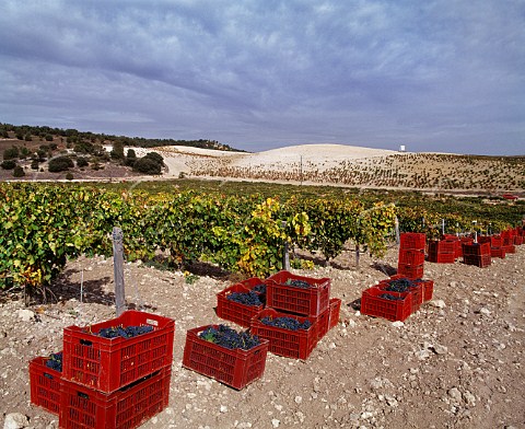 Crates of harvested Tinto Fino grapes in vineyard of Hacienda Monasterio Pesquera de Duero Valladolid province Spain   Ribera del Duero