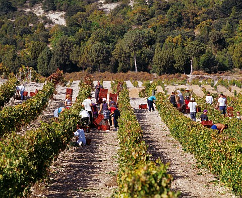 Harvesting Tinto Fino grapes in vineyard of Hacienda Monasterio Pesquera de Duero   Valladolid province Spain Ribera del Duero