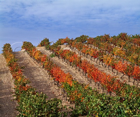 Autumnal Via Alta vineyard of Alejandro Fernndez  Tinto Pesquera Pesquera de Duero   Castilla y Len Spain  DO Ribera del Duero