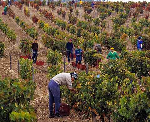 Harvesting Tempranillo grapes known here as Tinto   Fino or Tinto del Pas at Hacienda Monasterio   Pesquera de Duero Castilla y Len Spain    DO Ribera del Duero
