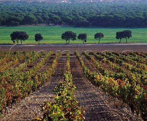 Vineyard of Hacienda Monasterio   Pesquera de Duero Castilla y Len Spain    DO Ribera del Duero