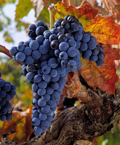 Tinto Fino grapes on 60year old vine of Dominio de Pingus La Horra Castilla y Len   Spain   DO Ribera del Duero