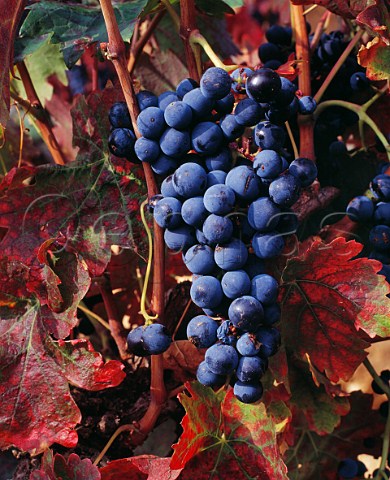 Tinto Fino grapes in vineyard of Dominio de Pingus at La Horra Castilla y Len Spain   Ribera del Duero