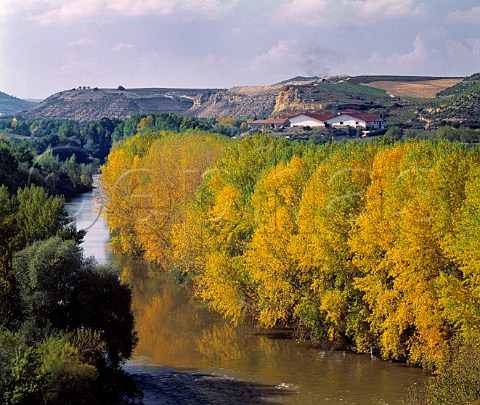 Autumnal Poplar trees by the River Ebro   below Via Salceda Elciego Alava Spain     Rioja Alavesa