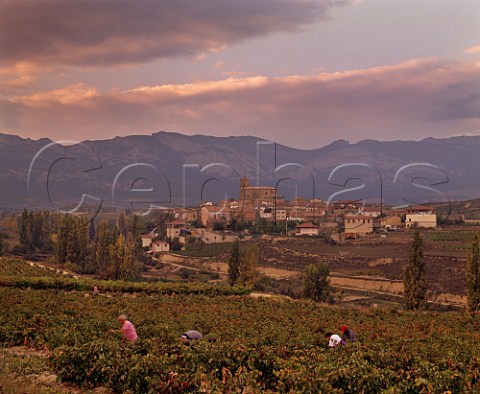 Harvesting in vineyard at Navaridas with the   Sierra de Cantabria in distance  Alava Spain    Rioja Alavesa