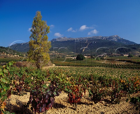 View over vineyards of Remelluri estate with the Sierra de Cantabria in distance Labastida   Alava Spain    Rioja Alavesa