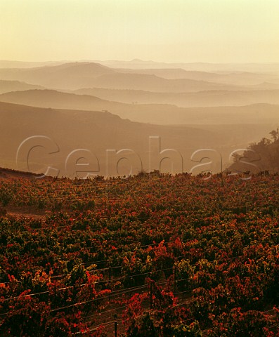 Misty morning view over autumnal vineyard and the Ebro Valley Near Assa Alava Spain  Rioja Alavesa