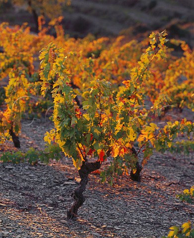 Autumnal Garnacha vines on schist soil at Gratallops   Catalonia Spain  DO Priorato