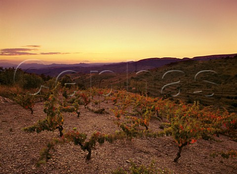 Sunset over old Garnacha vineyard on schist soil at Gratallops Catalonia Spain  DO Priorato