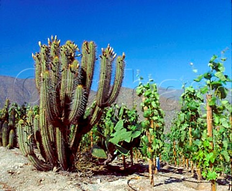Cactus by vineyard on the Don Maximiano Estate of   Errazuriz in the Aconcagua Valley Chile