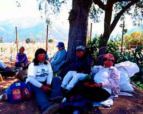 Vineyard workers take a break on the   Las Vertientes Estate of Errazuriz in the   Aconcagua Valley Chile