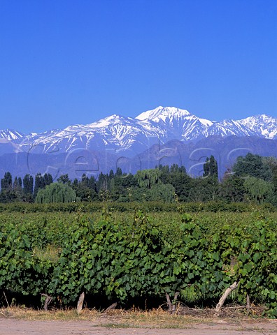 Malbec vineyard of Bodegas Nieto Senetiner    part of the Perez Companc Family Group  with   the Andes in the background  Lujn de Cuyo Mendoza province Argentina