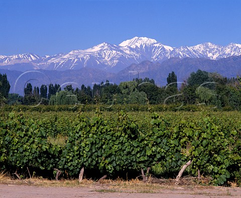 Malbec vineyard of Bodegas Nieto Senetiner    part of the Perez Companc Family Group  with   the Andes in the background  Lujn de Cuyo Mendoza province Argentina