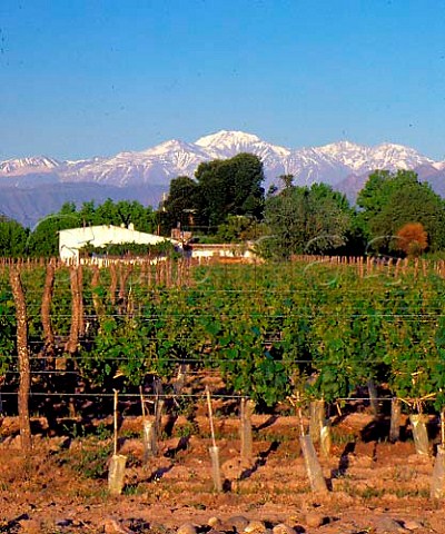 Vineyard of Domaine Vistalba with the Andes beyond    the wine from here is sold as Fabre Montmayou  Lujn de Cuyo Mendoza province Argentina