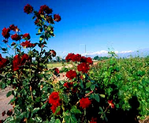 Roses in vineyard of Domaine Vistalba with the Andes   in the distance  the wine from here is sold as Fabre   Montmayou  Lujn de Cuyo Mendoza province Argentina