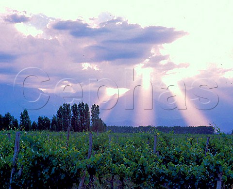 Shafts of sunlight through the clouds above    vineyards in the Tupungato Valley   Mendoza province Argentina