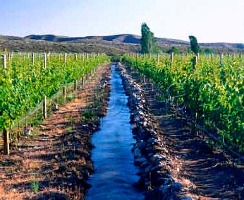 Irrigation channel in Chardonnay vineyard of Nicolas   Catena  at an altitude of around   1450 metres in the Tupungato Valley   Mendoza province Argentina