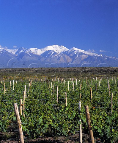Merlot vineyard of Nicolas Catena at an altitude of   around 1450 metres in the Tupungato Valley   Mendoza province Argentina