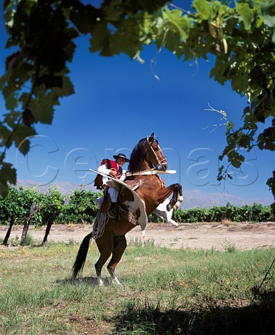 Gaucho in full dress in vineyards of Bodegas   Etchart Cafayate Salta province Argentina