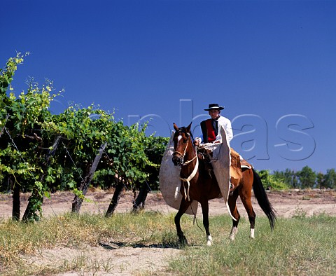 Gaucho in full dress in vineyard of Bodegas Etchart   Cafayate Salta province Argentina