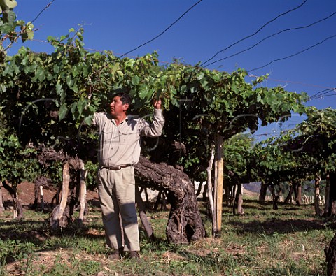 Ancient Criolla vineyard planted 1862 of   Bodegas Etchart Cafayate Salta province Argentina