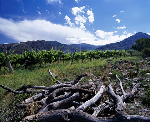 Vineyard of Bodega San Pedro de Yacochuya  owned by Arnoldo   Etchart in partnership with Michel Rolland  at an   altitude of around 2000metres at Yacochuya   near Cafayate Salta province Argentina