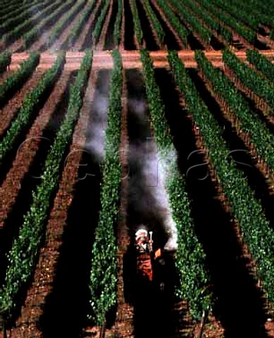 Spraying vines with sulphur Via San Pedro Molina   Chile   Lontue Valley