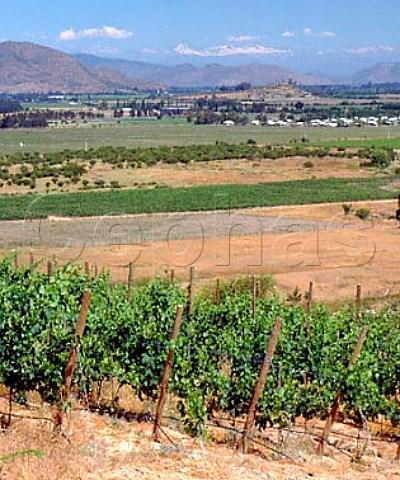 Hillside vineyard of Lapostolle Clos Apalta   and Cuve Alexandre blends Apalta Chile   Colchagua Valley