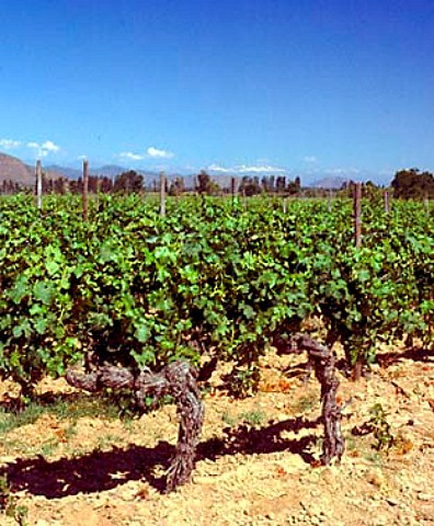 Nonirrigated vineyard of Lapostolle   Clos Apalta and Cuve Alexandre blends   Apalta Chile   Colchagua Valley