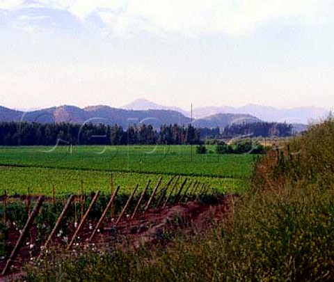 Vineyards of Viedos Tarapaca Santiago Chile   Maipo Valley