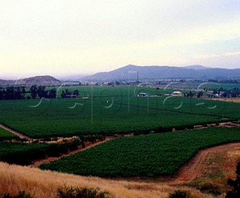 View over the Casablanca Valley with vineyards of   Concha y Toro in the foreground  Chile