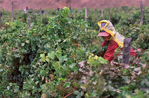Harvest time in vineyard of Bodegas de   Santo Toms in the Santo Toms Valley   south of Ensenada Baja California   Mexico
