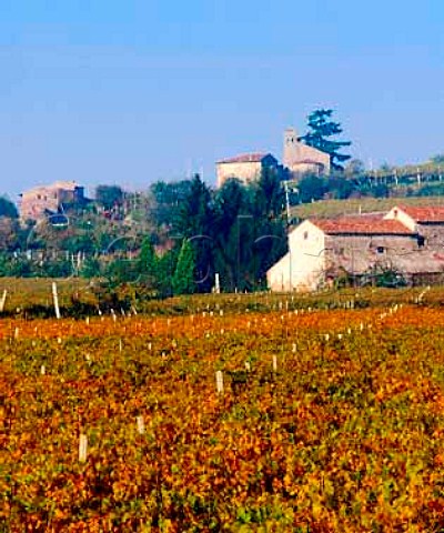 Autumnal vineyards at Pieve Veneto Italy   Soave DOC