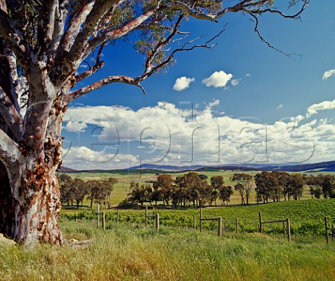 Gum tree by vineyard of GeorgeIan Estate Tumbarumba New South Wales Australia   Tumbarumba