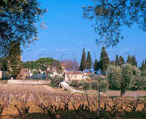 Early spring in vineyard near Le Castellet   Var France   AC Bandol